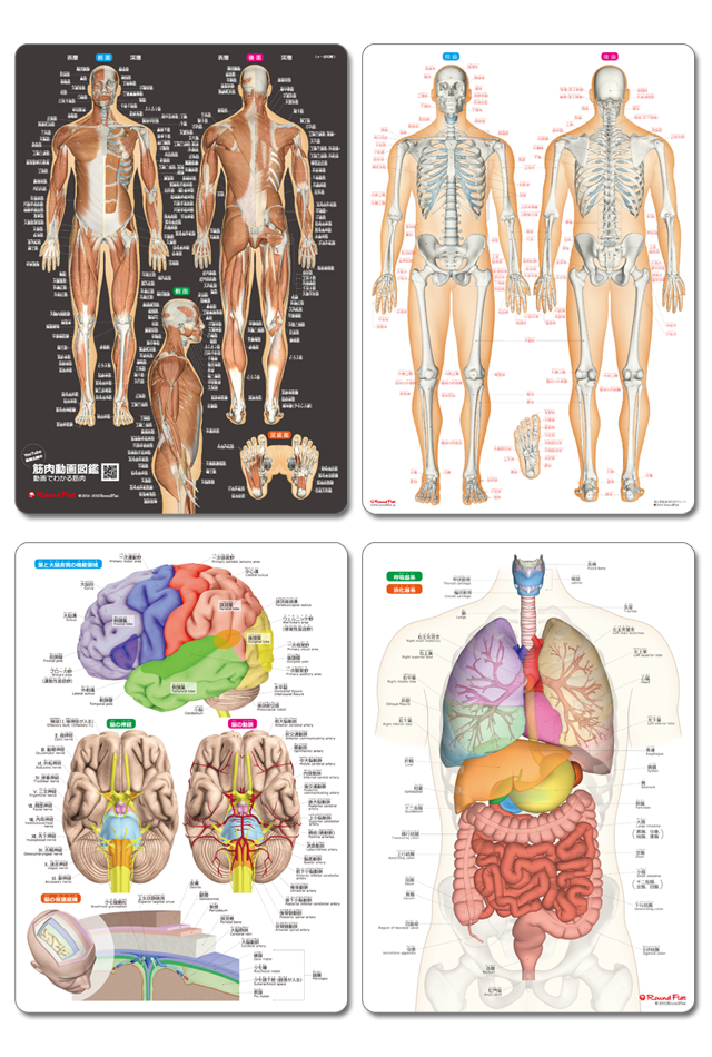 筋肉＆骨と関節＆脳＆内臓　人体まるわかりシート４枚セット
