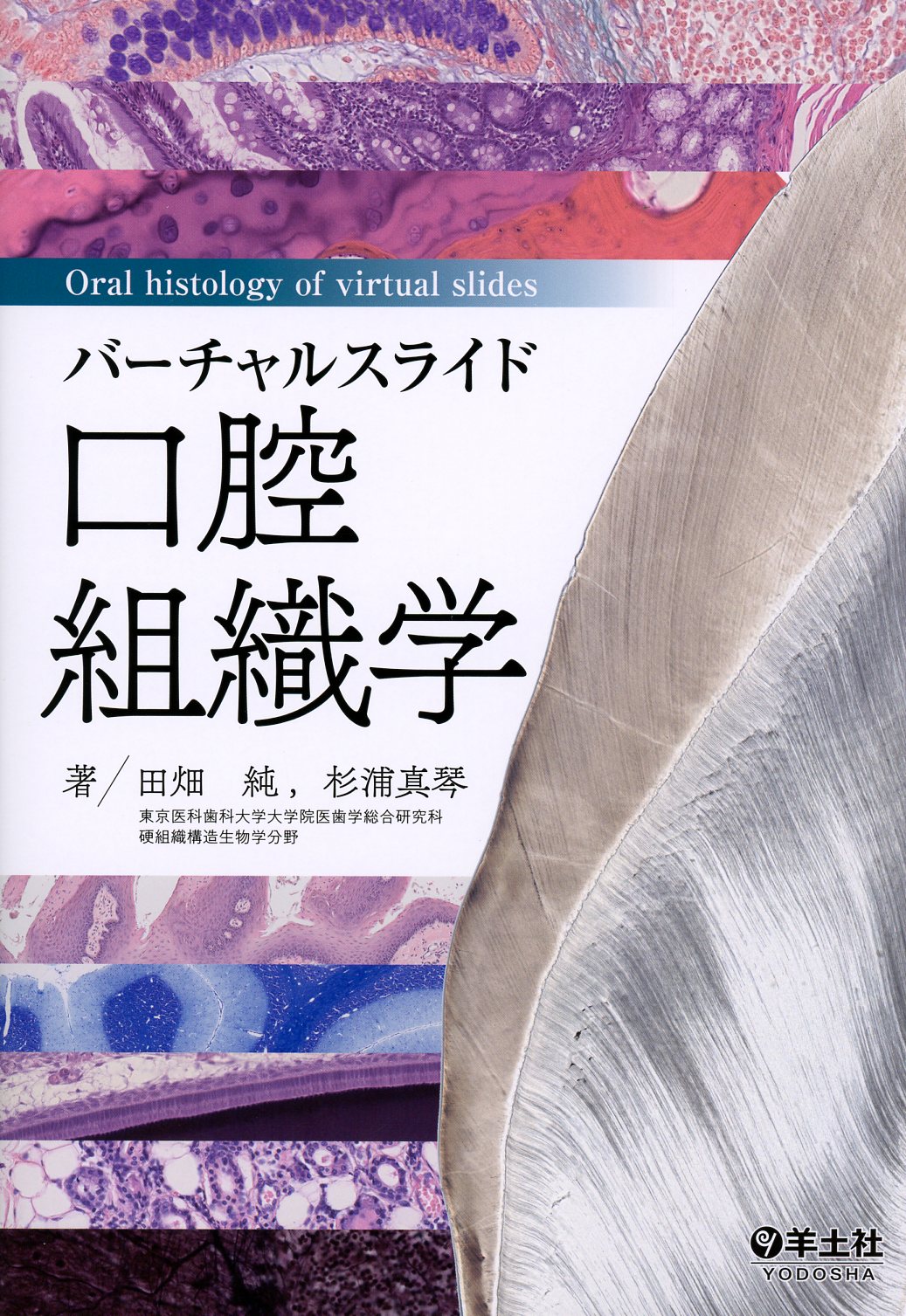 バーチャルスライド　口腔組織学